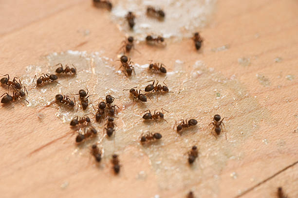 Best Wasp Removal Services  in Fairport, NY