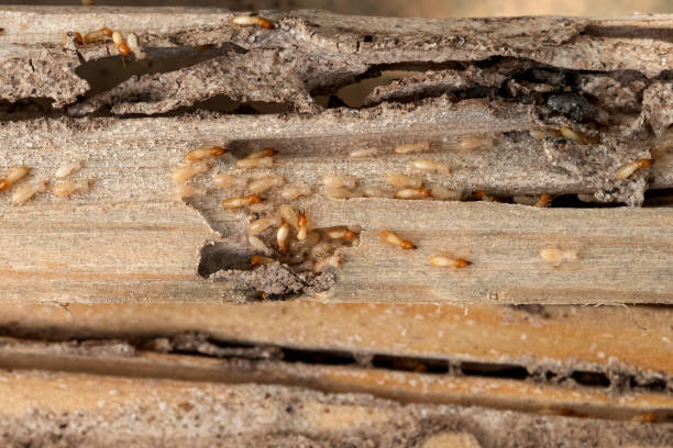 Best Flea Control Services  in Fairport, NY